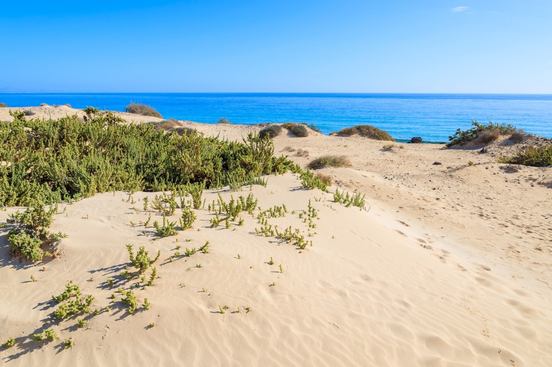 Sand dune with blue water sea view near Corralejo , Fuerteventura, Canary Islands, Spain 